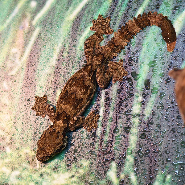 Индо-малайский лопастехвостый геккон