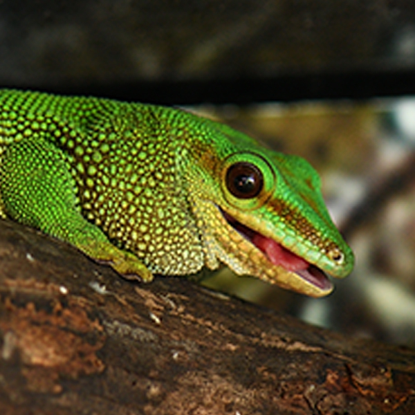 Дневной мадагаскарский геккон